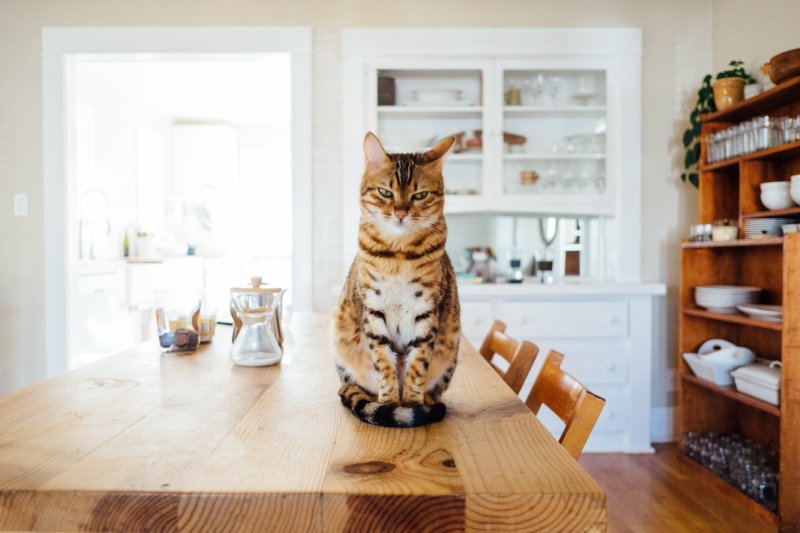Кот
