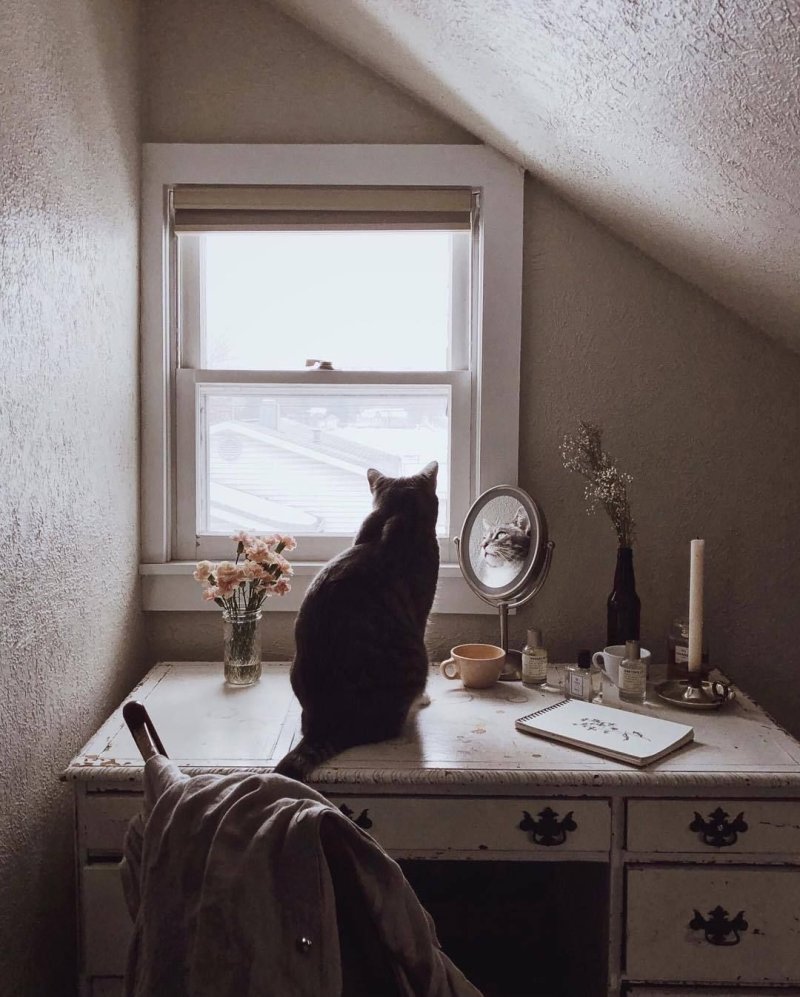 Кот на окне