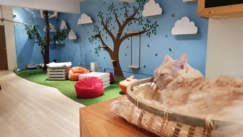 Кошачье кафе cat cafe в японии