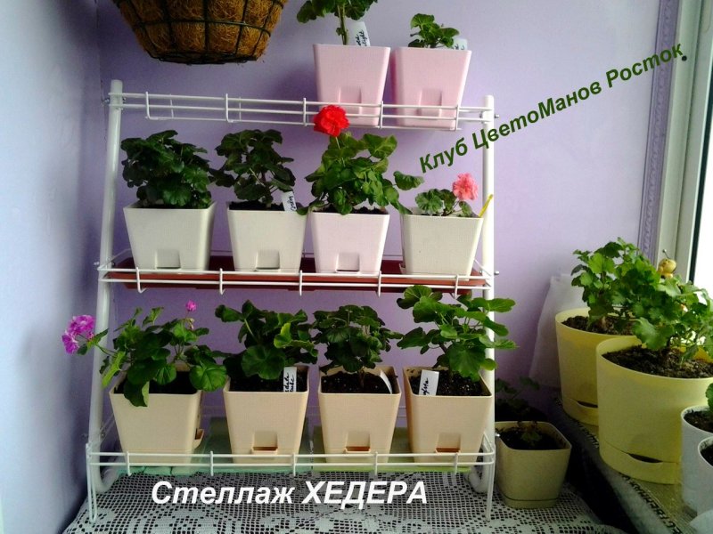 Стеллаж для рассады