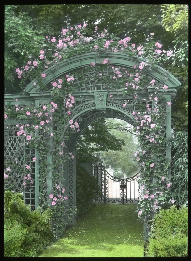Гарден гейт garden gate плетистая
