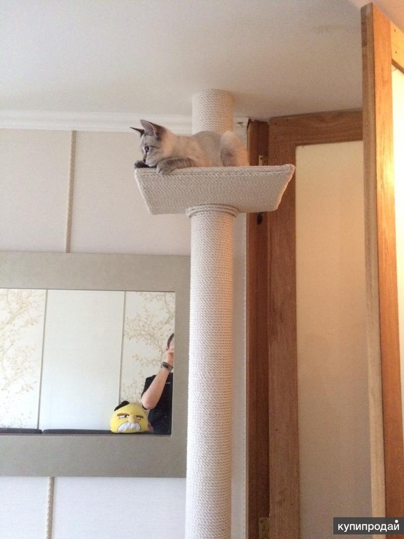 Кошачий комплекс для мейн куна