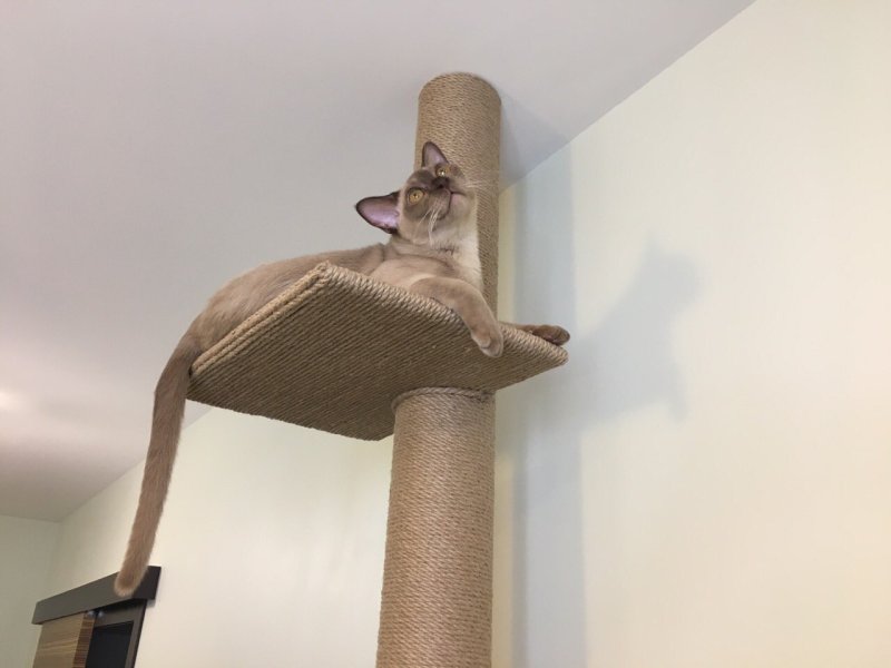 Когтеточка для котов и кошек