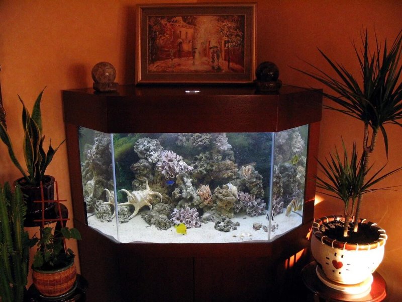 Красивые аквариумы