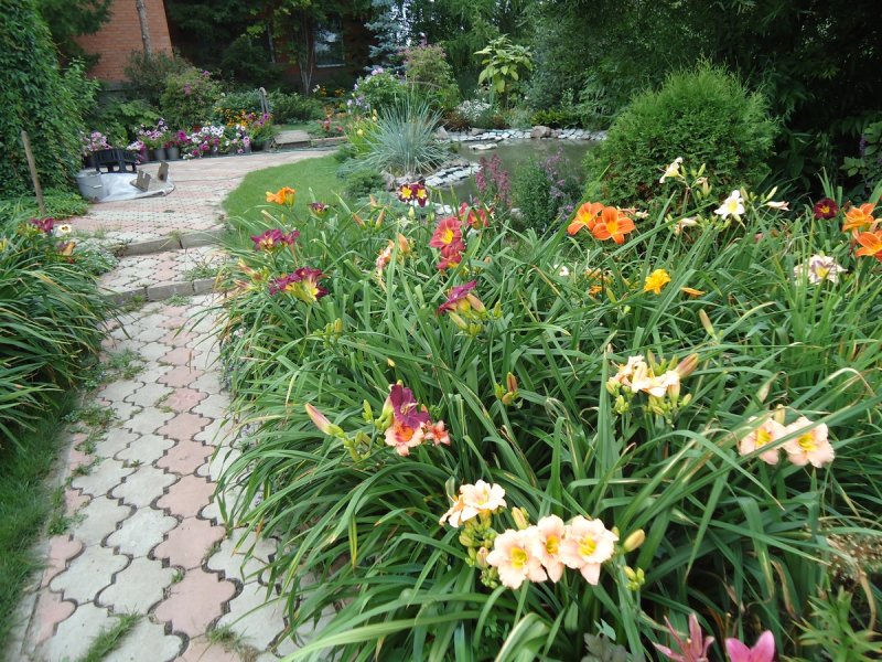 Клумба флоксы лилейник хоста