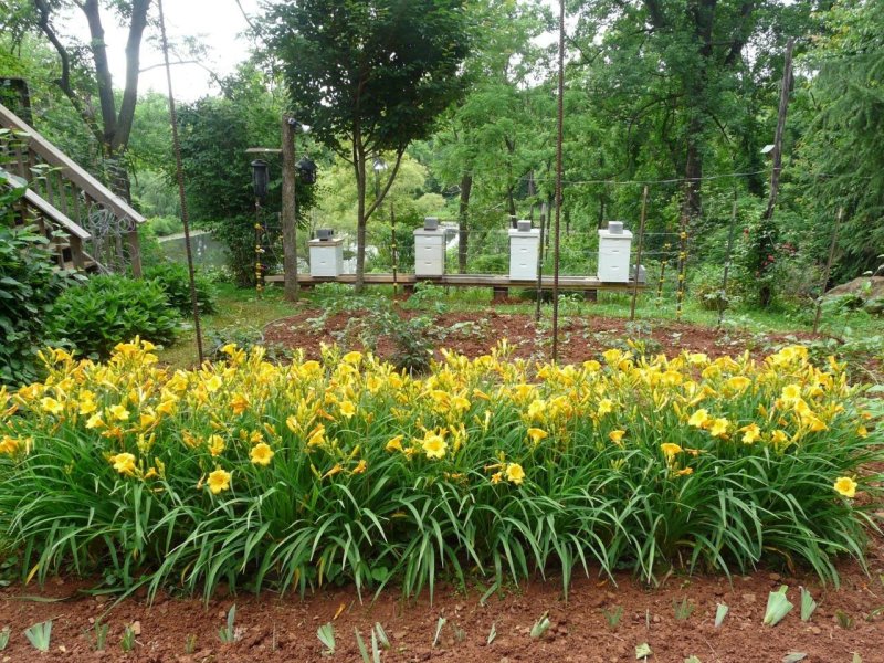 Хоста ирисы лилейник клумба