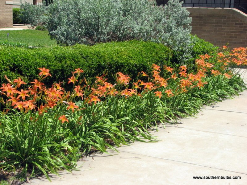 Hemerocallis fulva kwanso