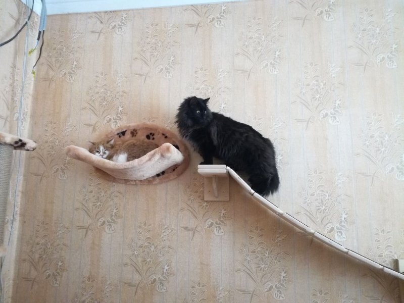 Гамак для кота