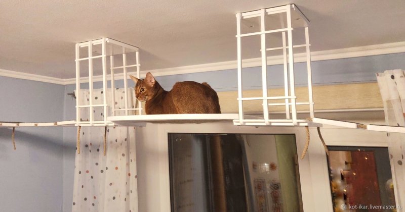 Комплекс для кошки настенный