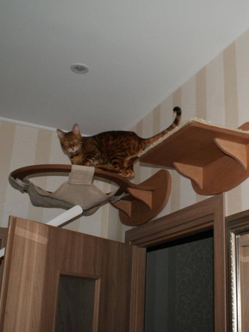Настенные комплексы для кошек