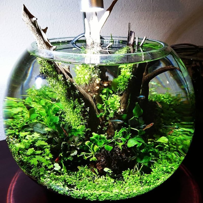 Круглые аквариумы