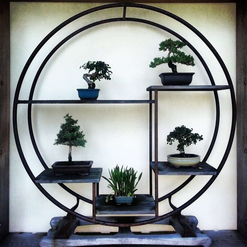 Bonsai tree