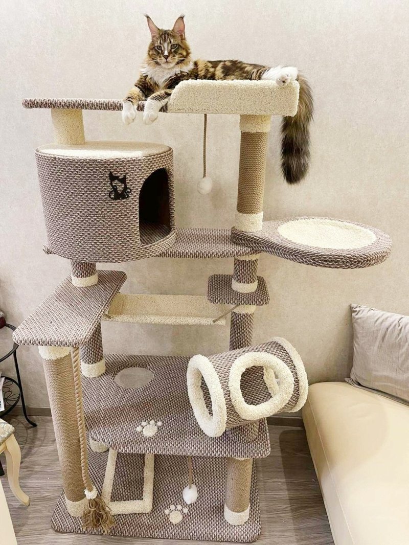 Кошачий комплекс для мейн куна