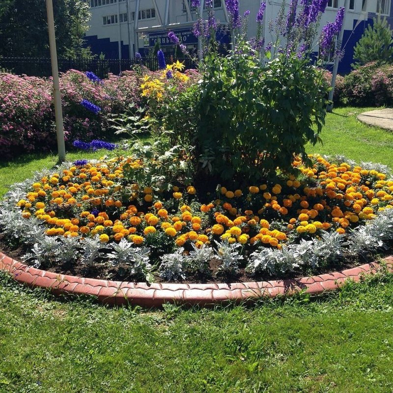 Клумба кохия бархатцы колеус