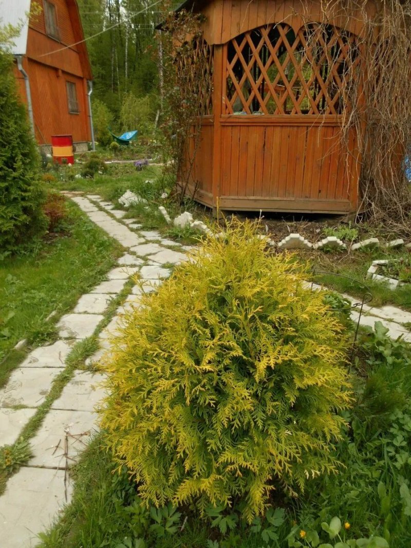 Голден смарагд туя