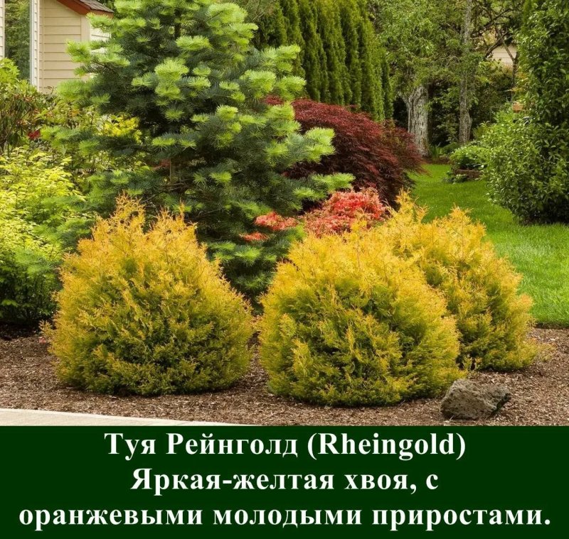 Туя рейнголд
