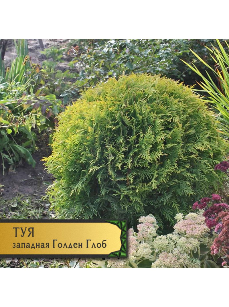 Туя западная голден глоб