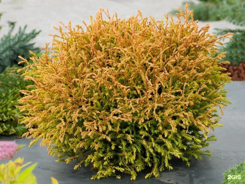 Туя западная golden tuffet