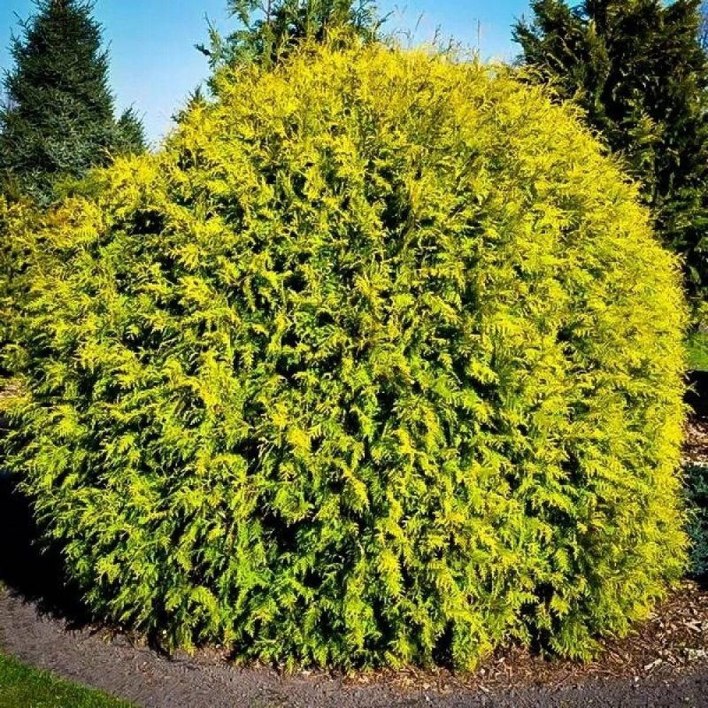 Туя globosa aurea