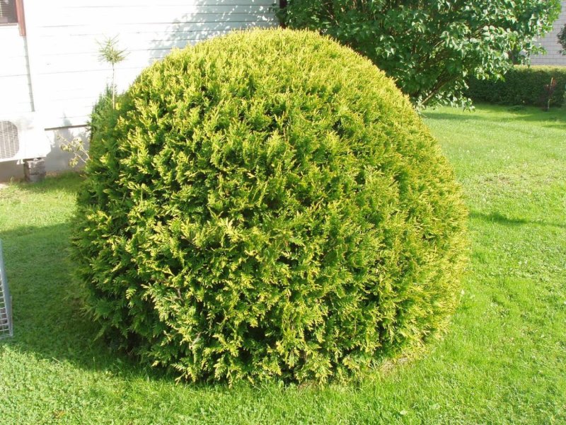 Туя globosa aurea