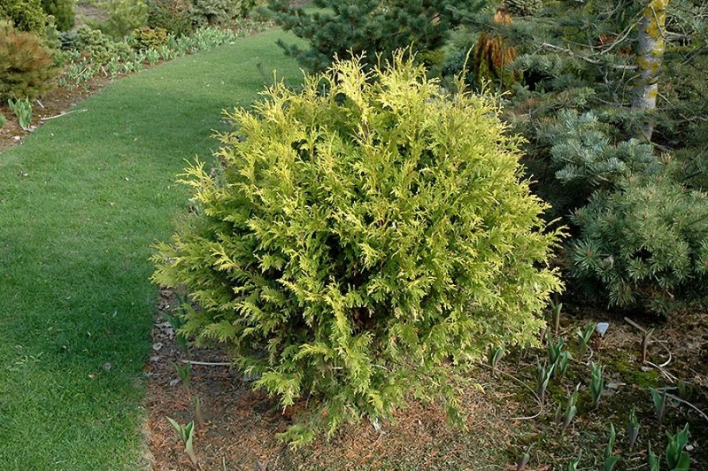 Thuja plicata zebrina