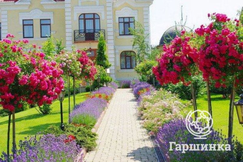 Розы в ландшафтном дизайне загородного дома