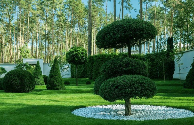 Самшит в ландшафтном дизайне