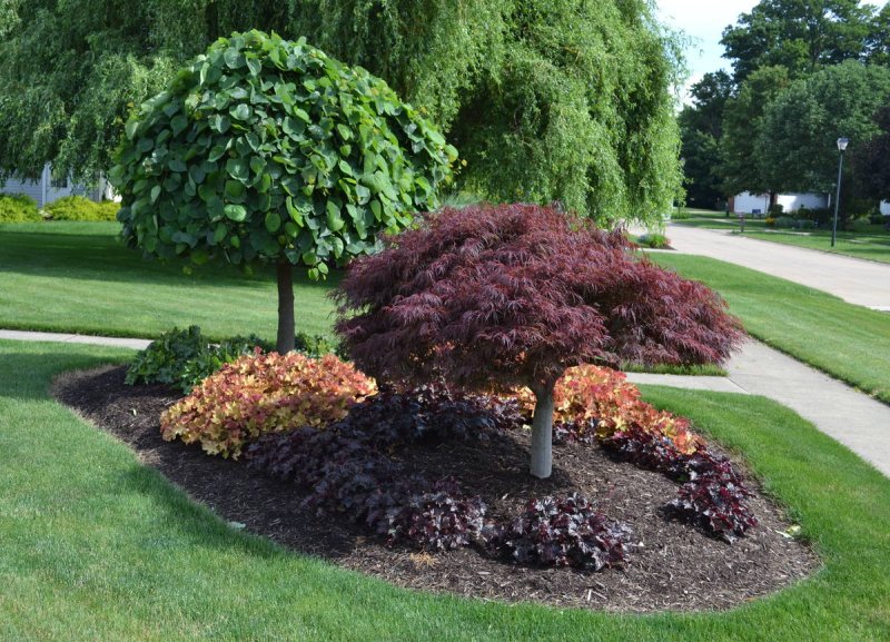 Клен acer palmatum atropurpureum