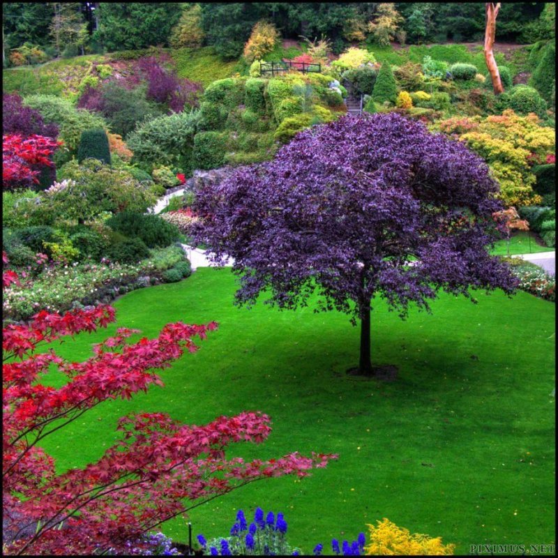 Beautiful garden