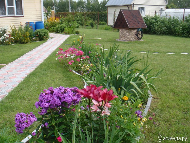 Флоксы в ландшафтном дизайне дачного участка