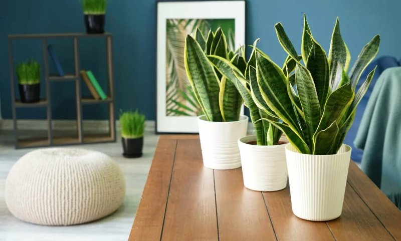 Sansevieria trifasciata