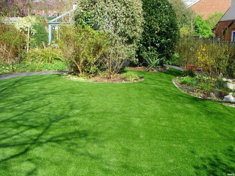 Lawn grass газонная трава