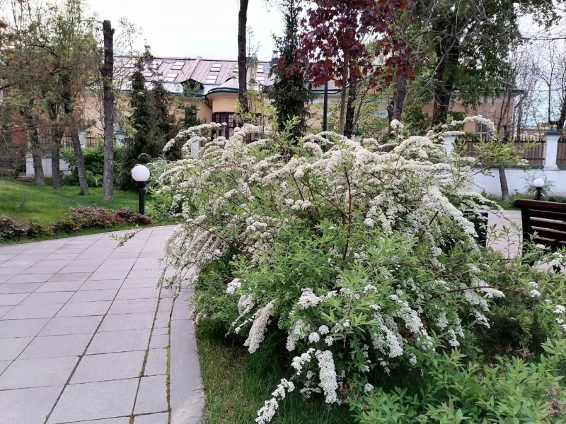 Спирея серая грефшейм