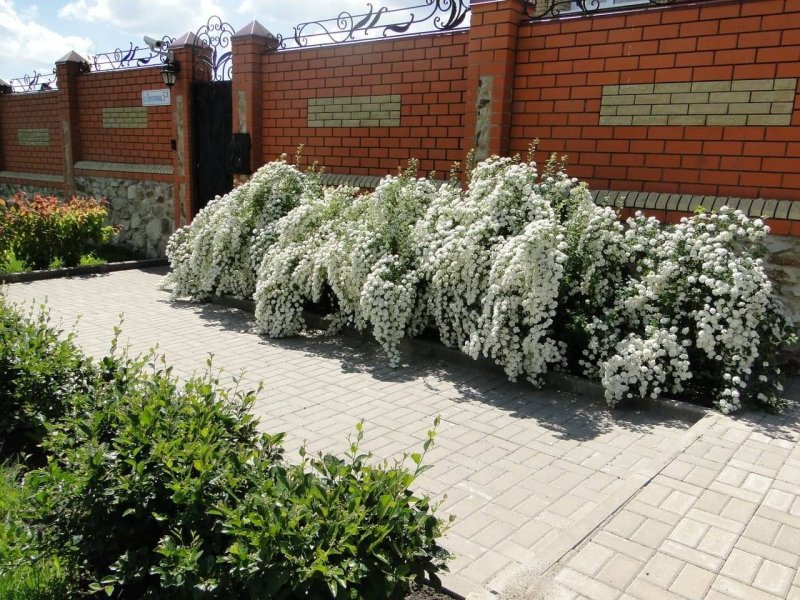 Спирея вангутта