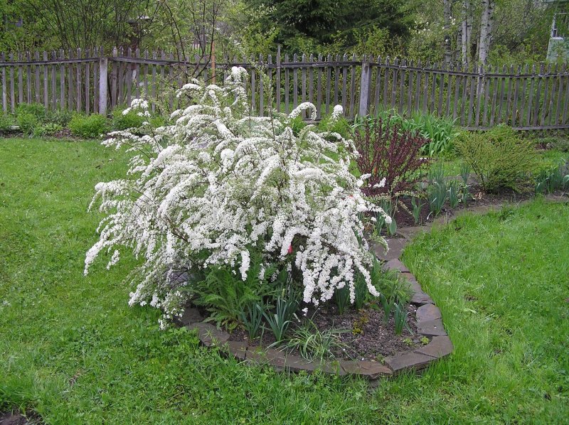 Спирея серая grefsheim