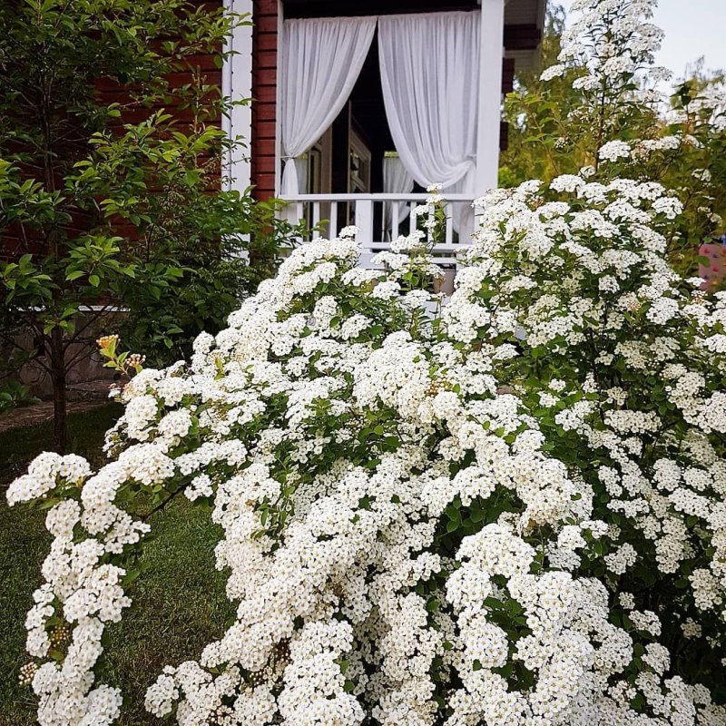 Спирея вангутта