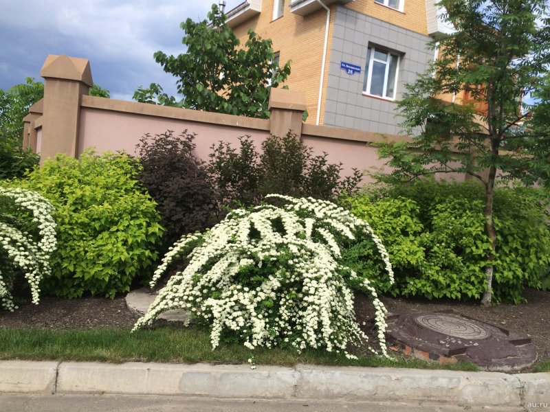 Спирея серая грефшейм