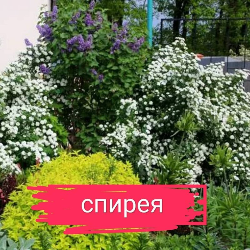 Спирея вангутта