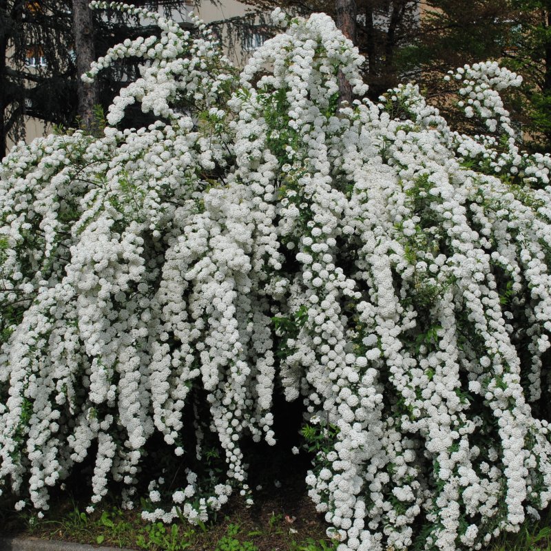 Спирея snowmound
