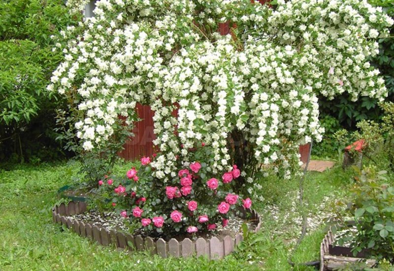 Мускусная роза гирлянд де амур