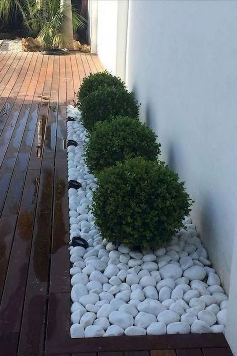 Мульчирование самшита