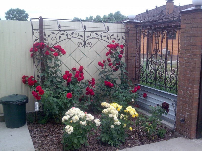 Плетистая роза