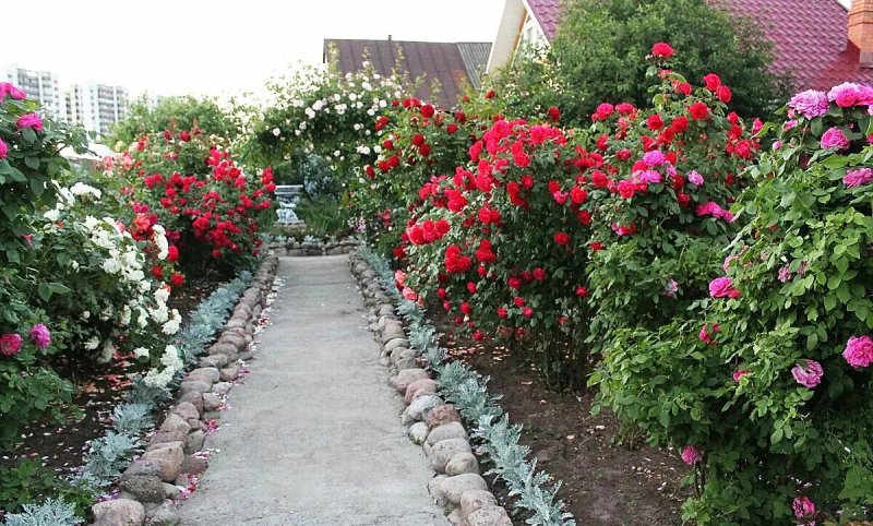 Фламентанц плетистая роза