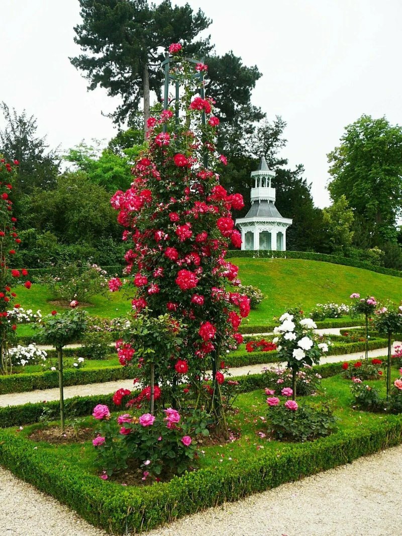 Роза флорентина плетистая