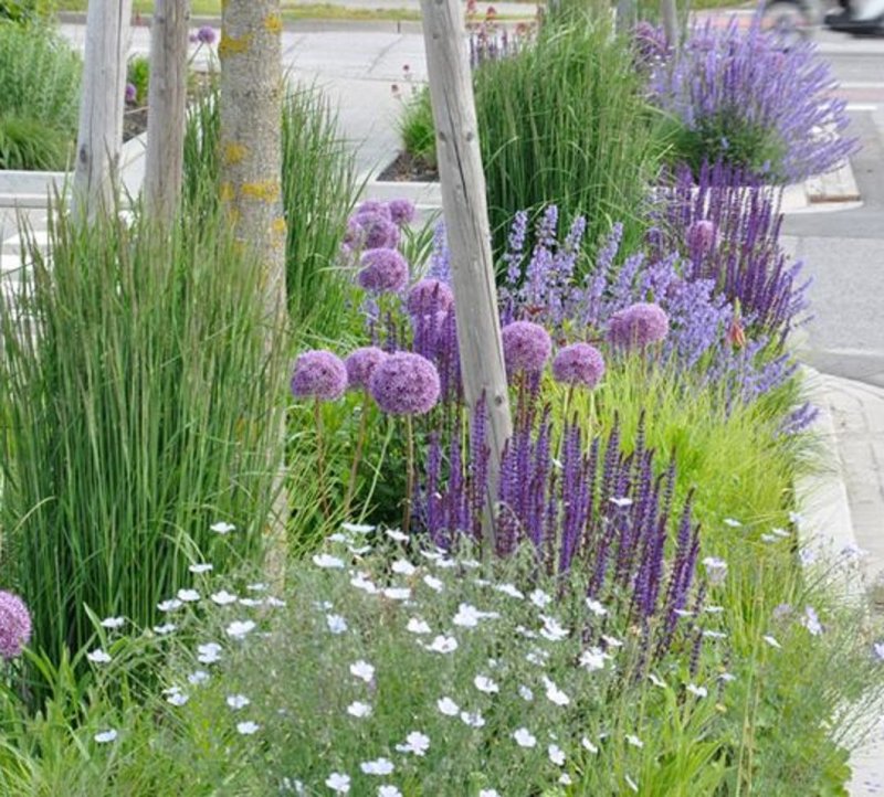 Allium giganteum