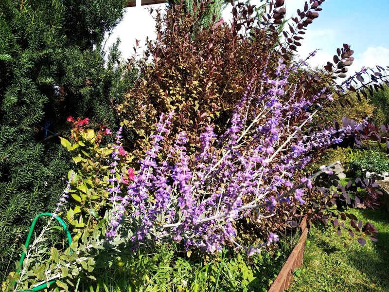Перовския atriplicifolia