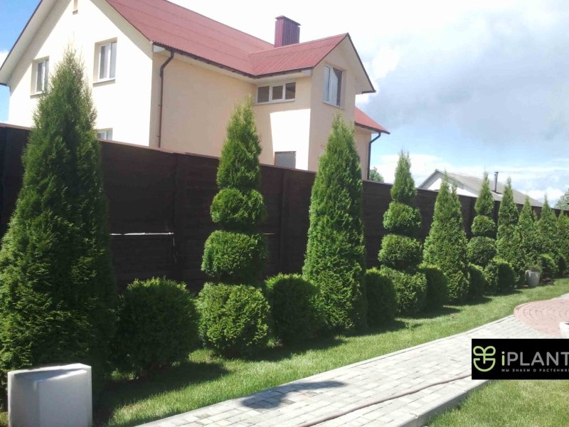 Туя западная смарагд