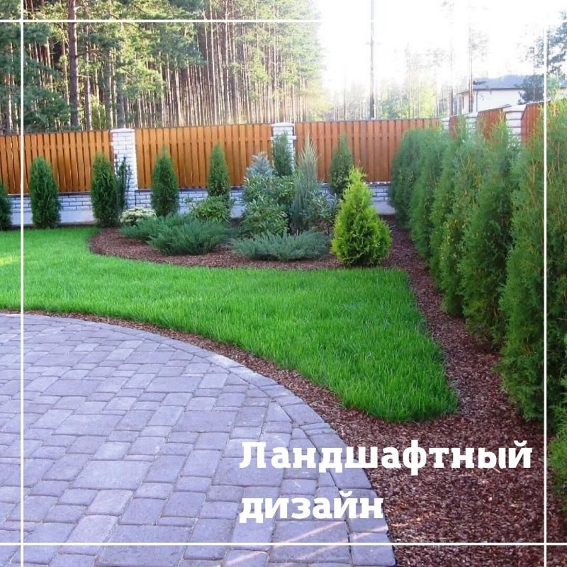 Туи в ландшафтном дизайне