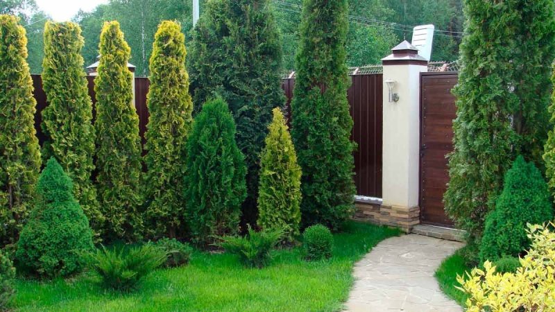 Туя смарагд живая изгородь