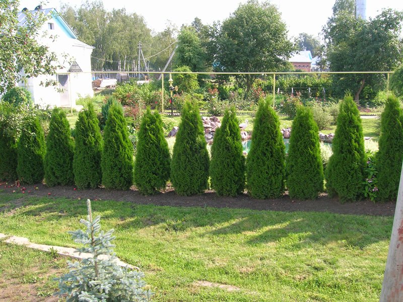 Туя брабант живая изгородь
